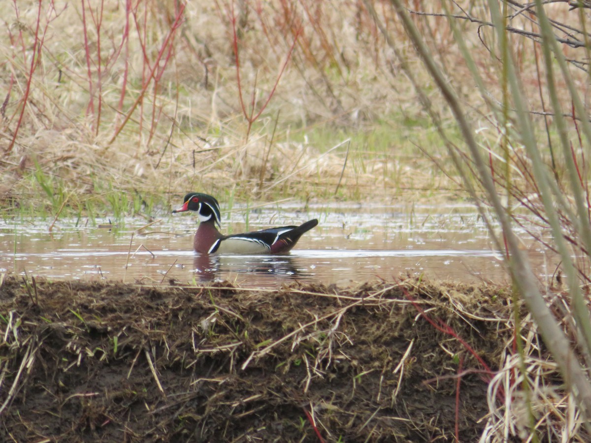 Wood Duck - ML226921301