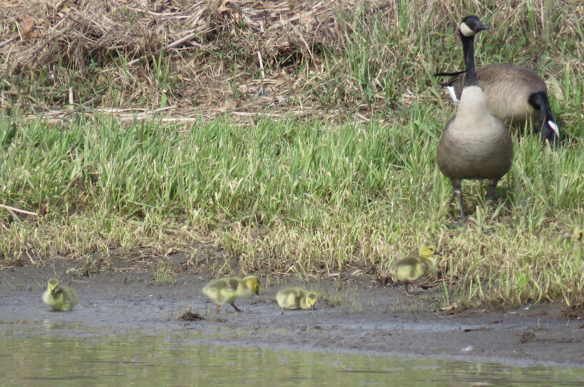 Canada Goose - ML226921451