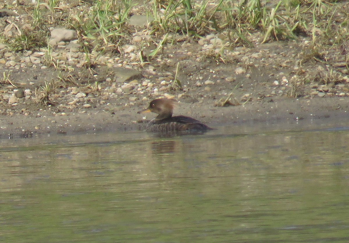 Hooded Merganser - ML226921901