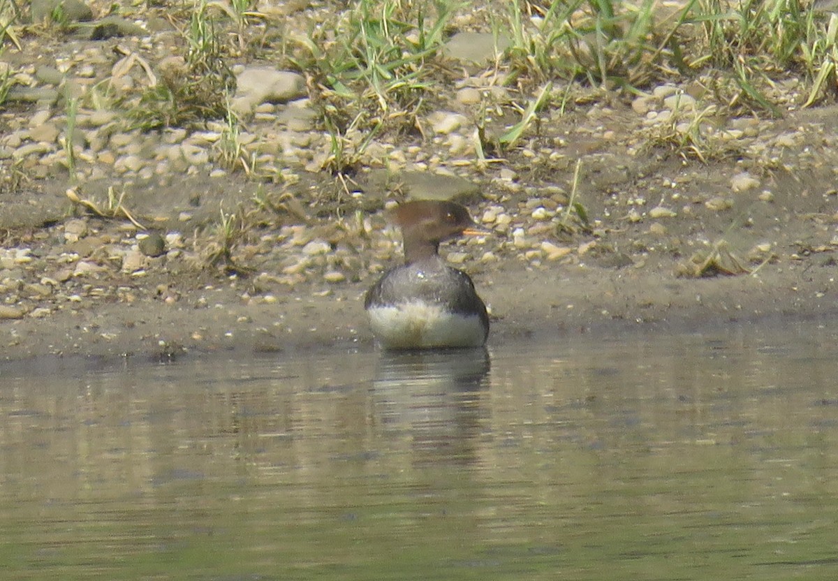 Hooded Merganser - ML226922131