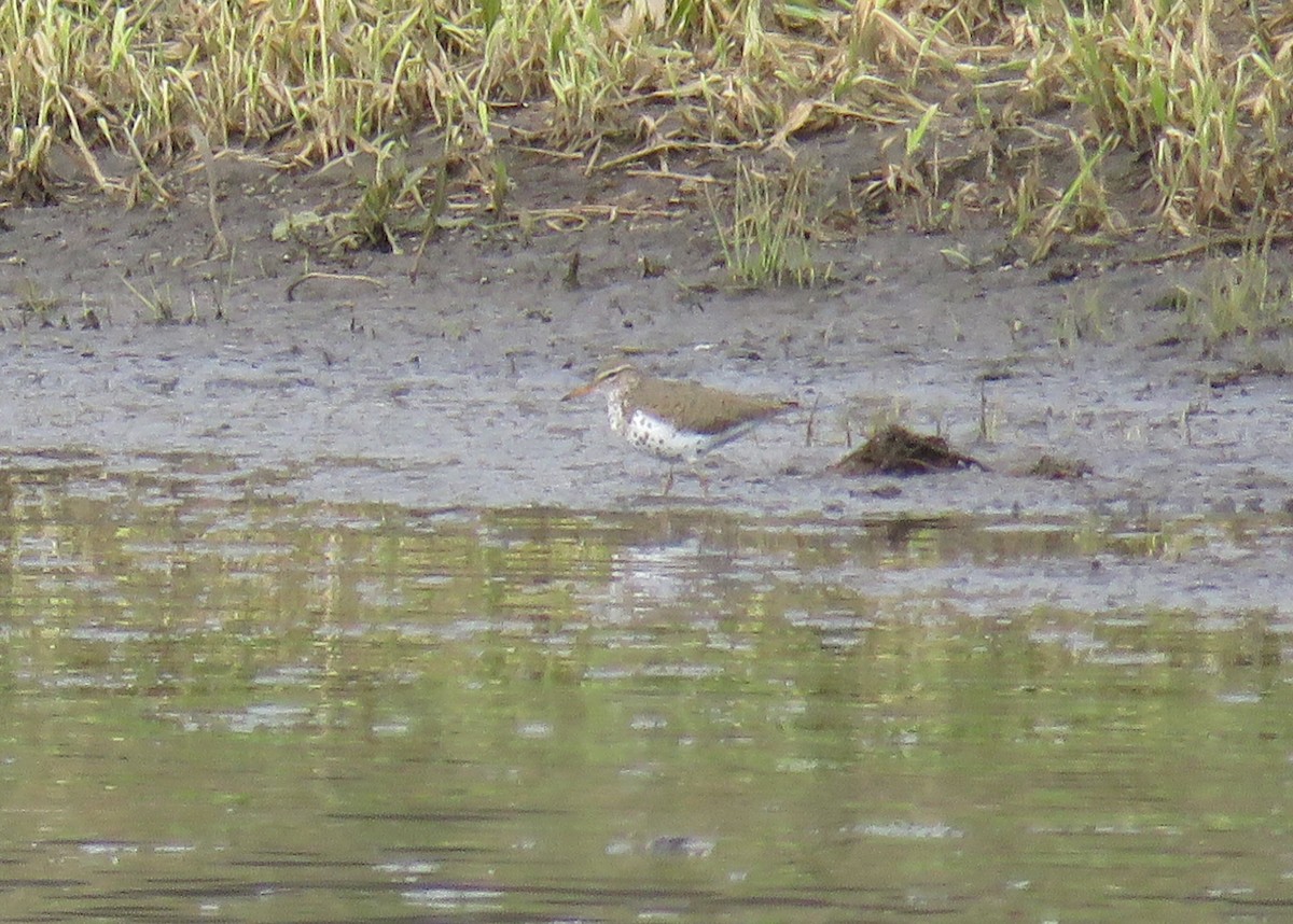 Spotted Sandpiper - ML226922341