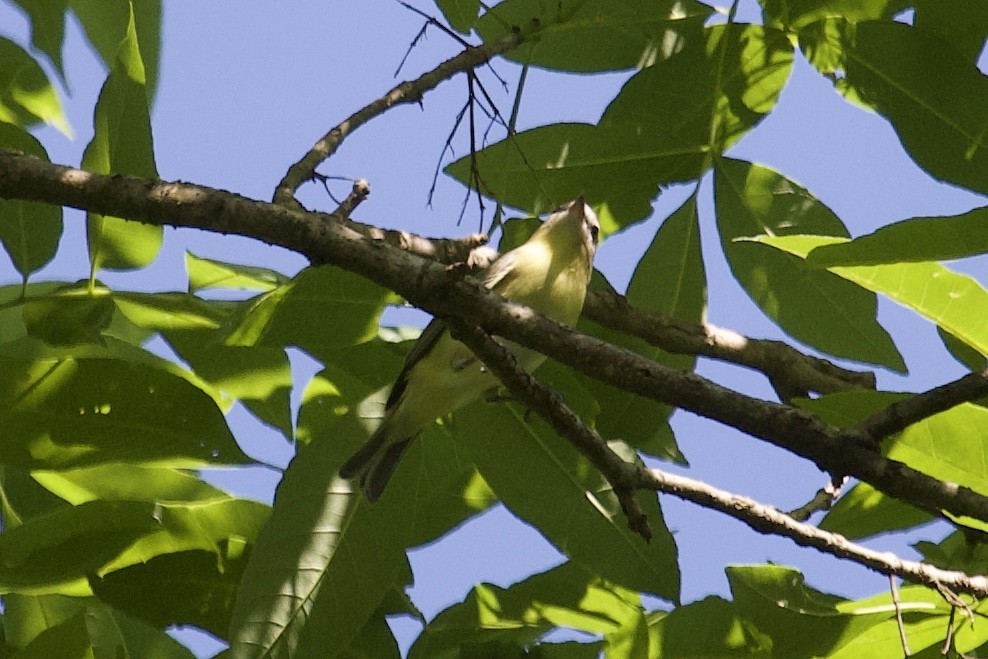 Philadelphia Vireo - Andrew Bell