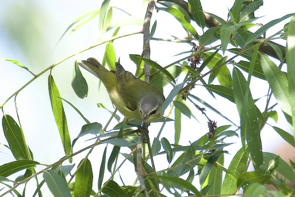 Tennessee Warbler - ML226923581