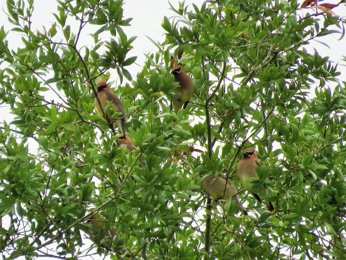 Cedar Waxwing - ML226923651