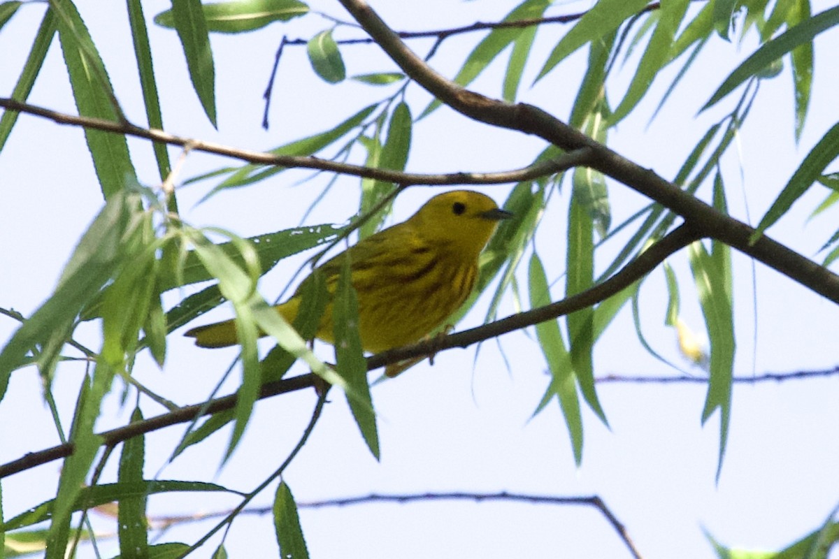 Yellow Warbler - ML226923751