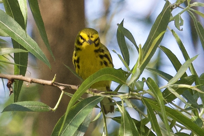 Prairie Warbler - ML226923881