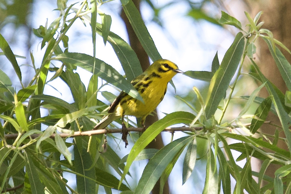 Prairie Warbler - ML226923891