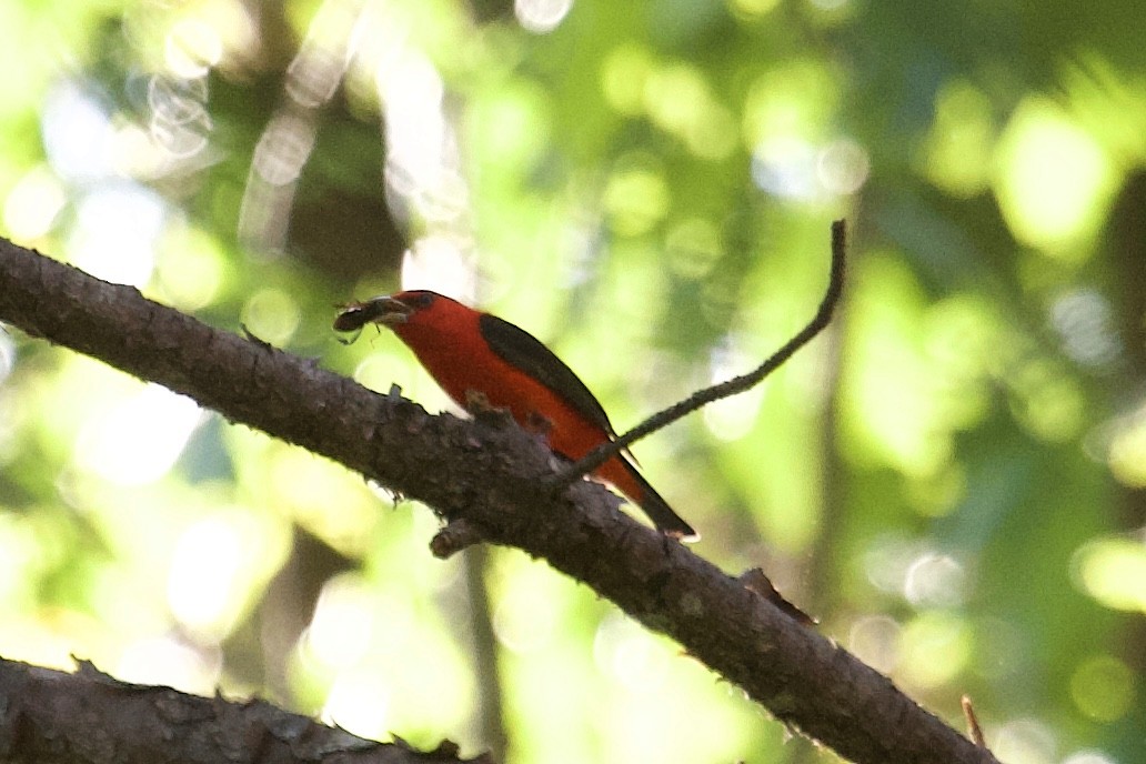 Piranga Escarlata - ML226923991