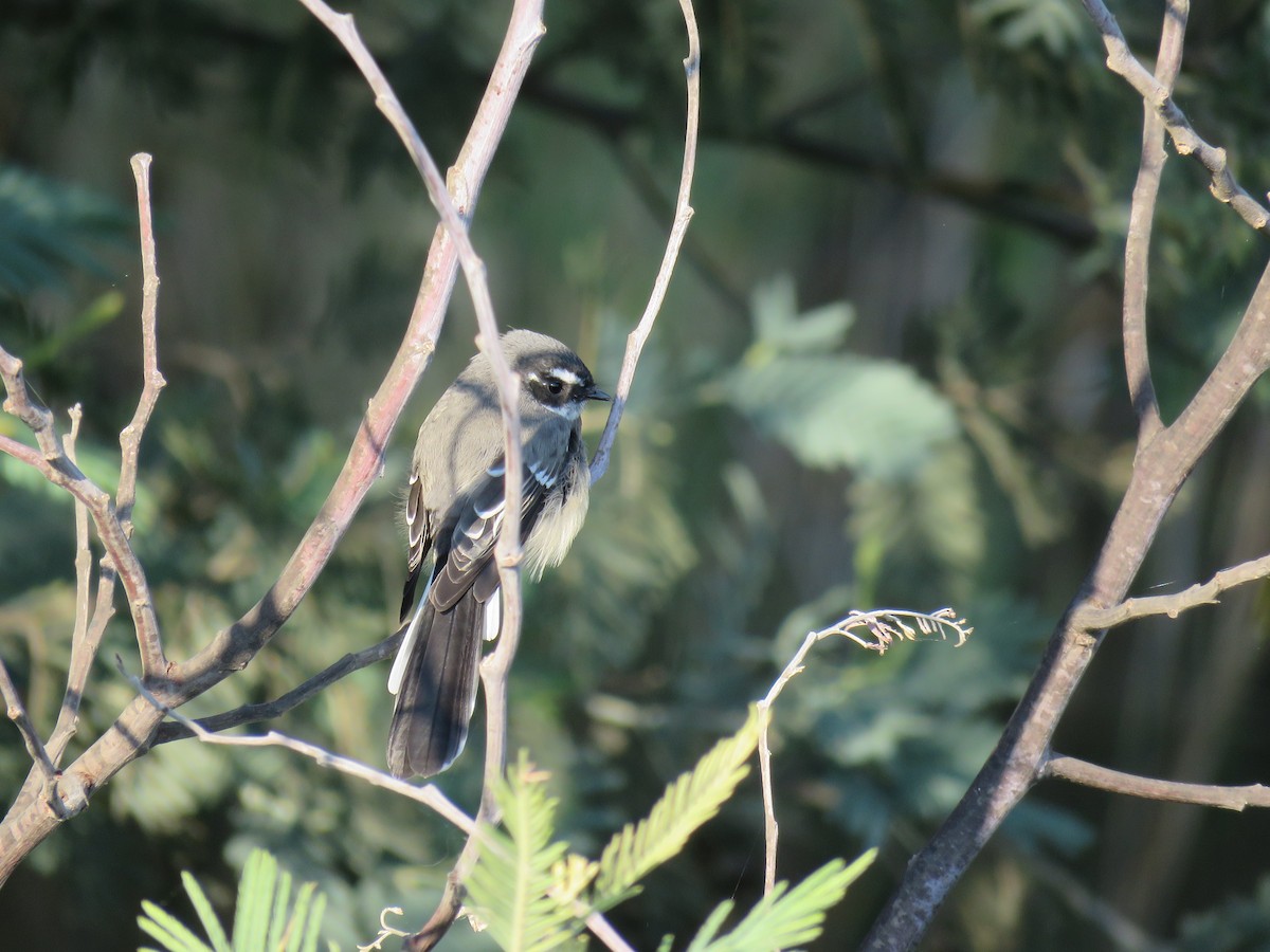 Gray Fantail - Stan Jarzynski