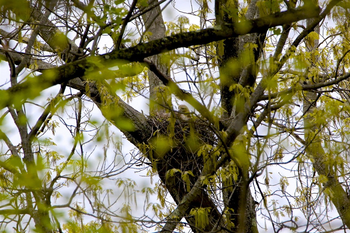 Red-tailed Hawk - ML226924321