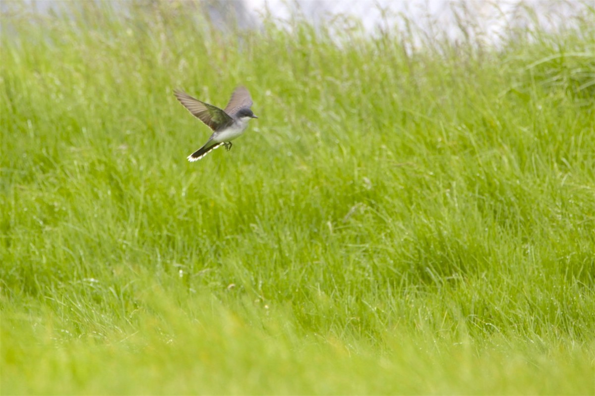 Eastern Kingbird - ML226924411