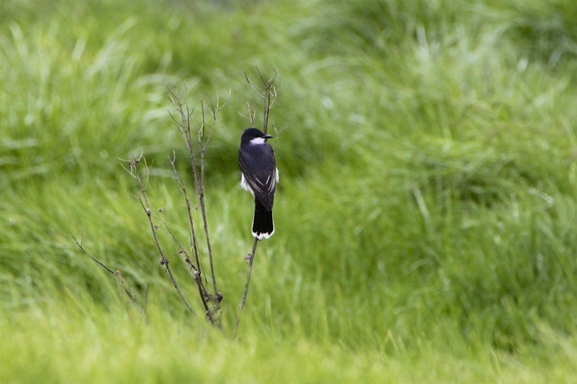 Eastern Kingbird - ML226924441