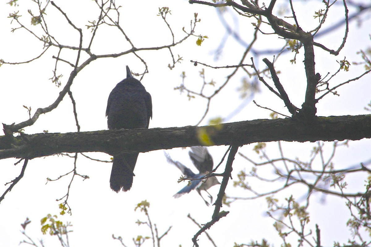 Fish Crow - Vickie Baily