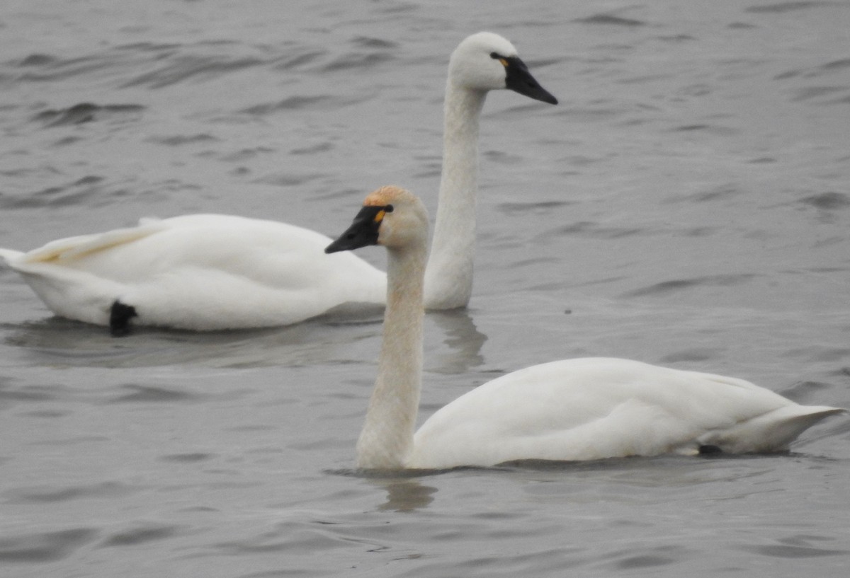 Tundra Swan - ML22692531