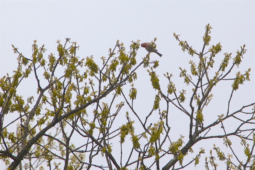 House Finch - ML226925731