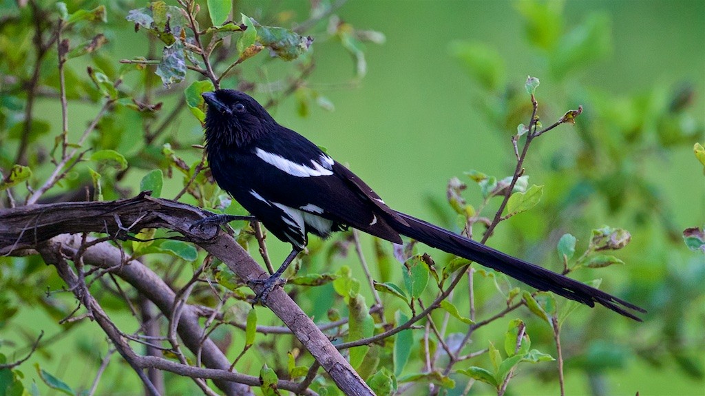 Magpie Shrike - ML226925801