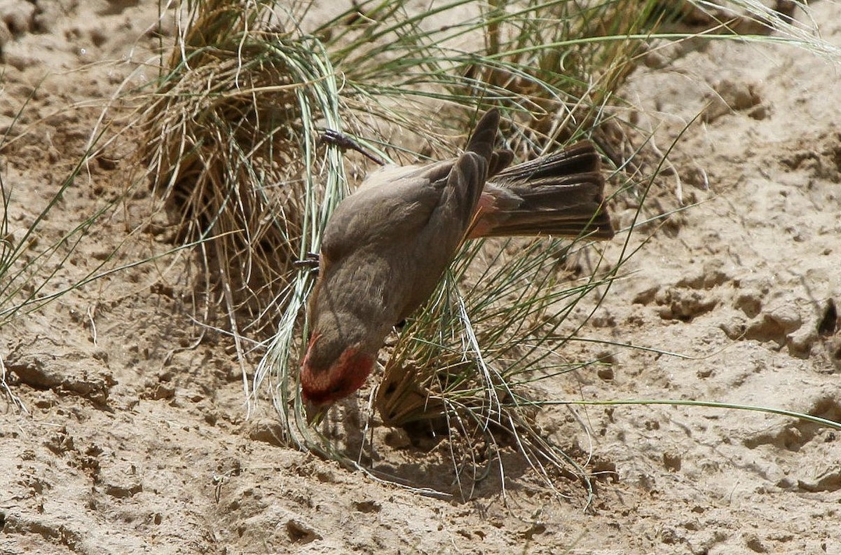 Pale Rosefinch - Pam Rasmussen