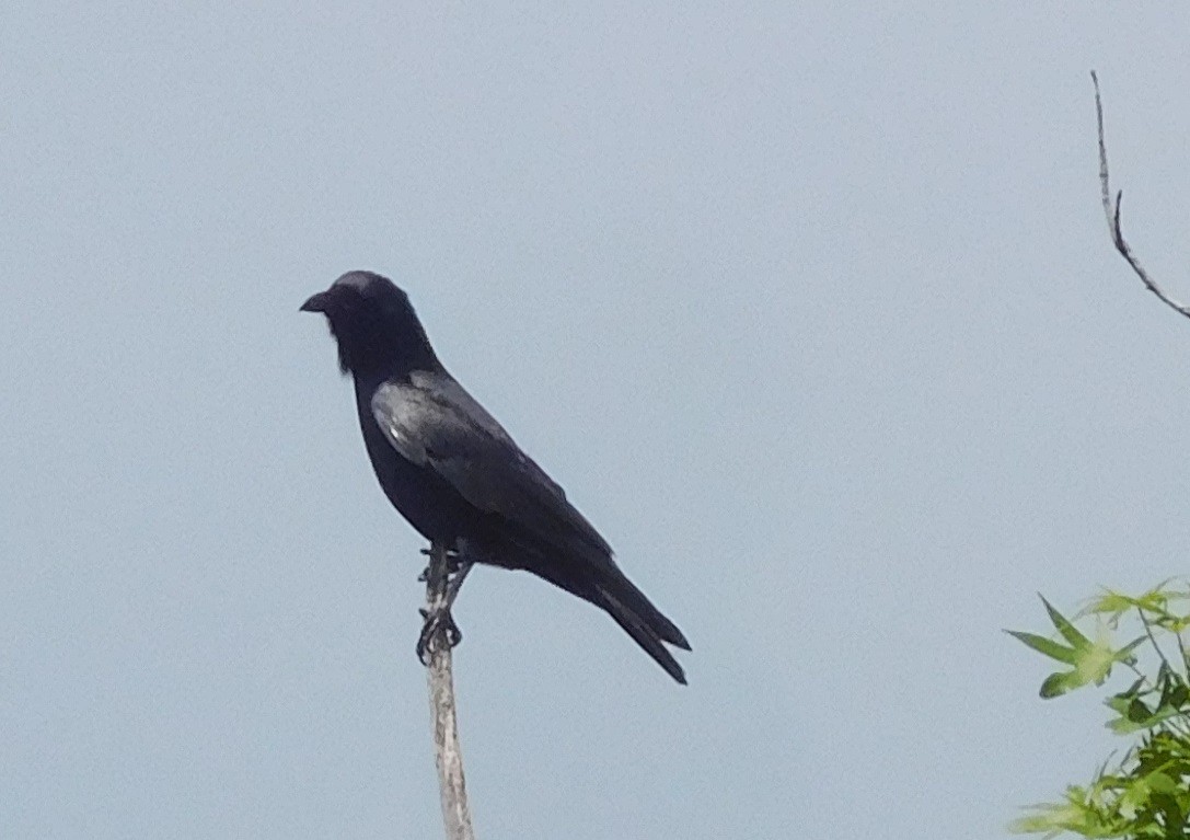 Fish Crow - ML226927931