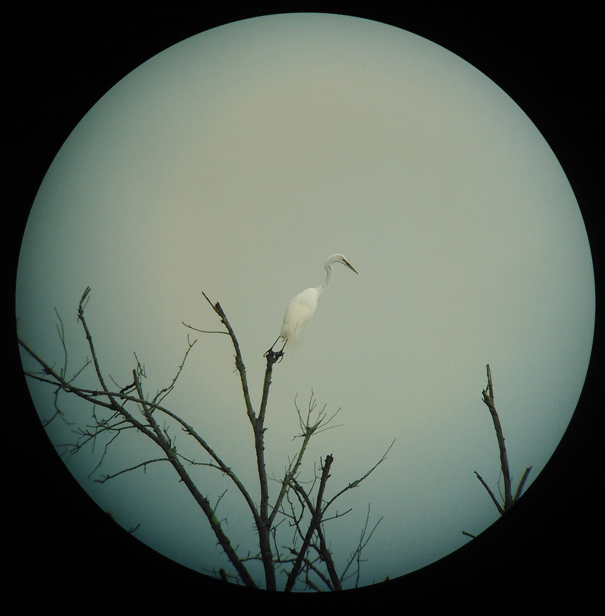 Great Egret - steve b