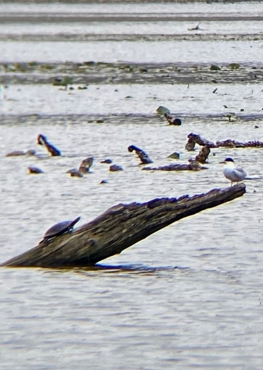 Forster's Tern - ML226929121