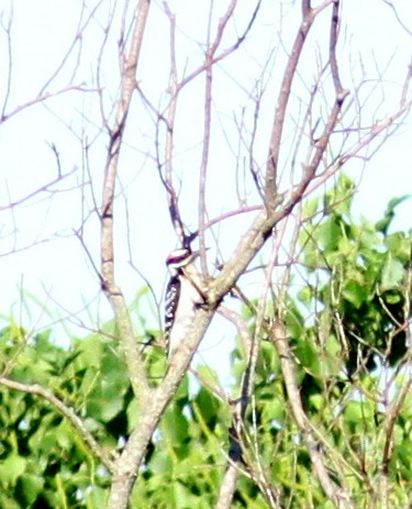 Hairy Woodpecker - ML226929231