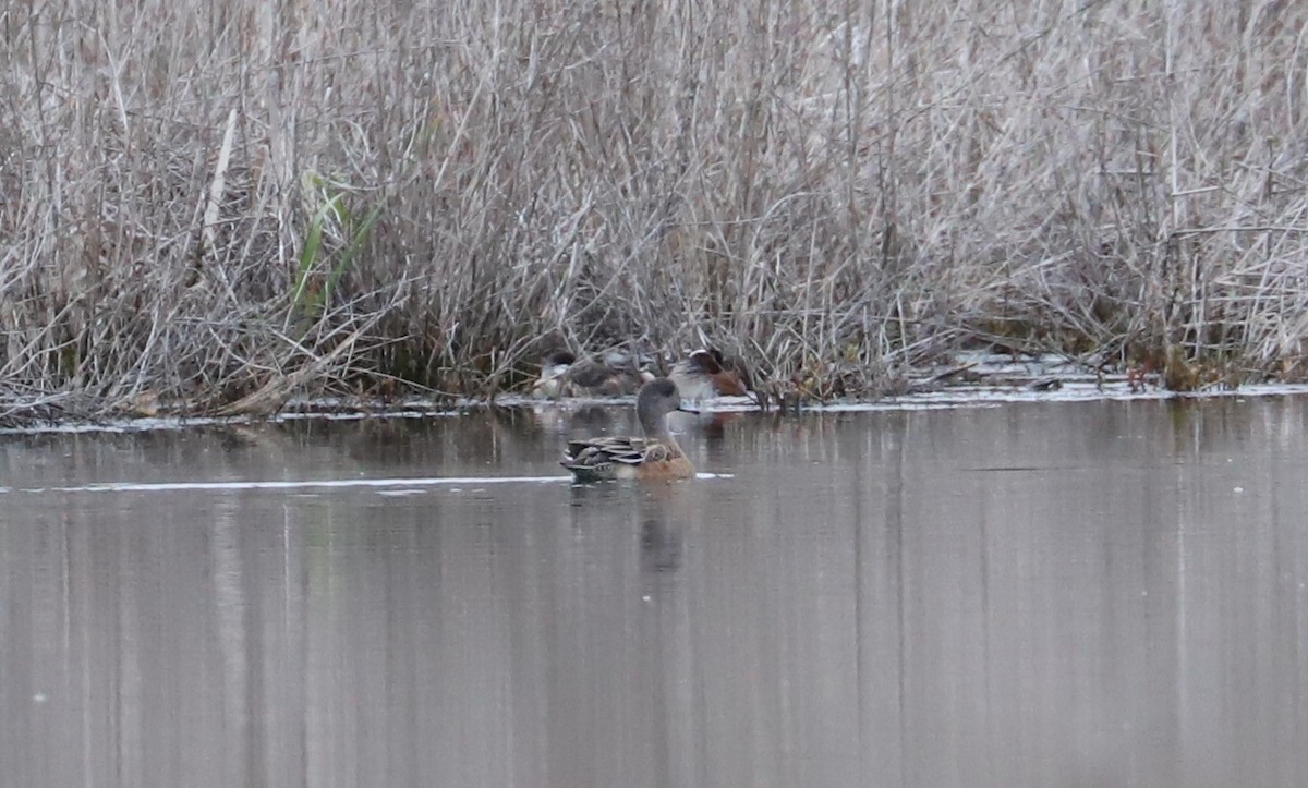 American Wigeon - Debra Rittelmann