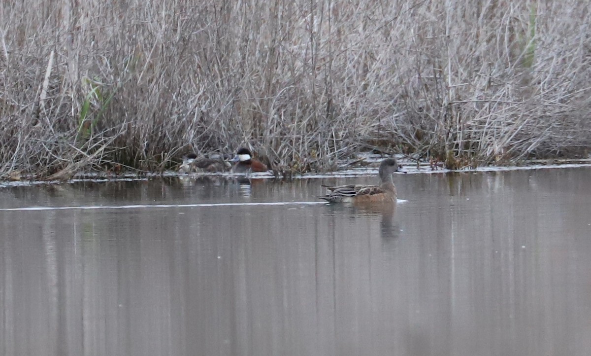 American Wigeon - Debra Rittelmann