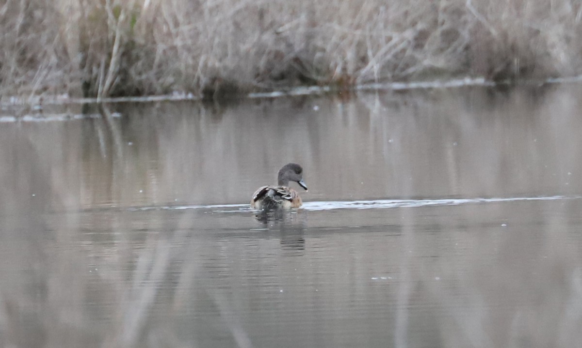 American Wigeon - Debra Rittelmann