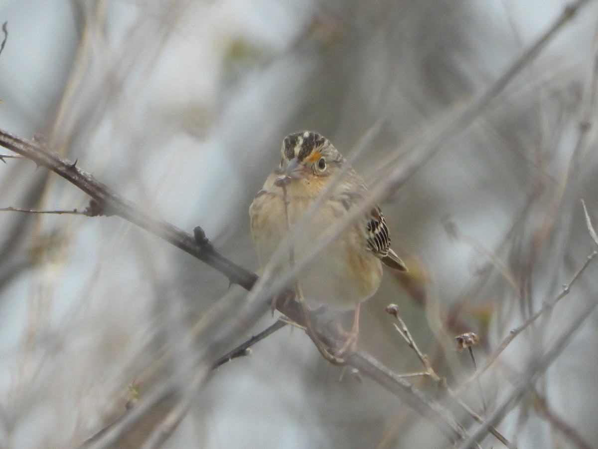 Grasshopper Sparrow - ML226931851