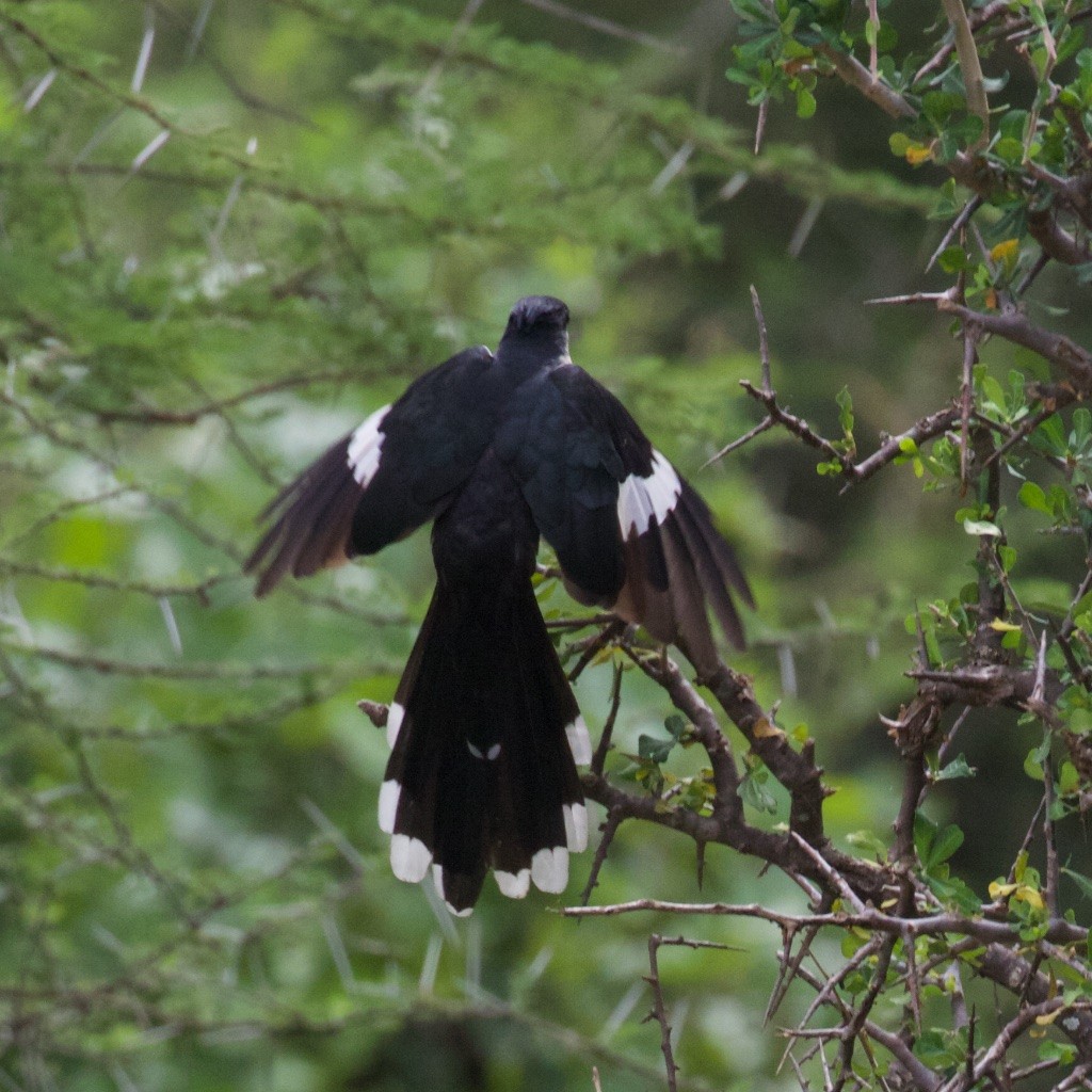 Pied Cuckoo - ML226936741