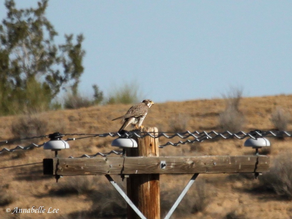 Prairie Falcon - ML226936991