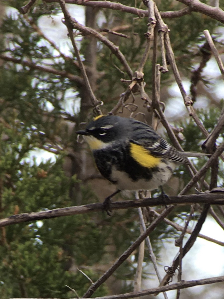 Yellow-rumped Warbler (Myrtle x Audubon's) - ML226940191