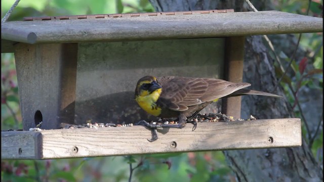 Yellow-headed Blackbird - ML226940241