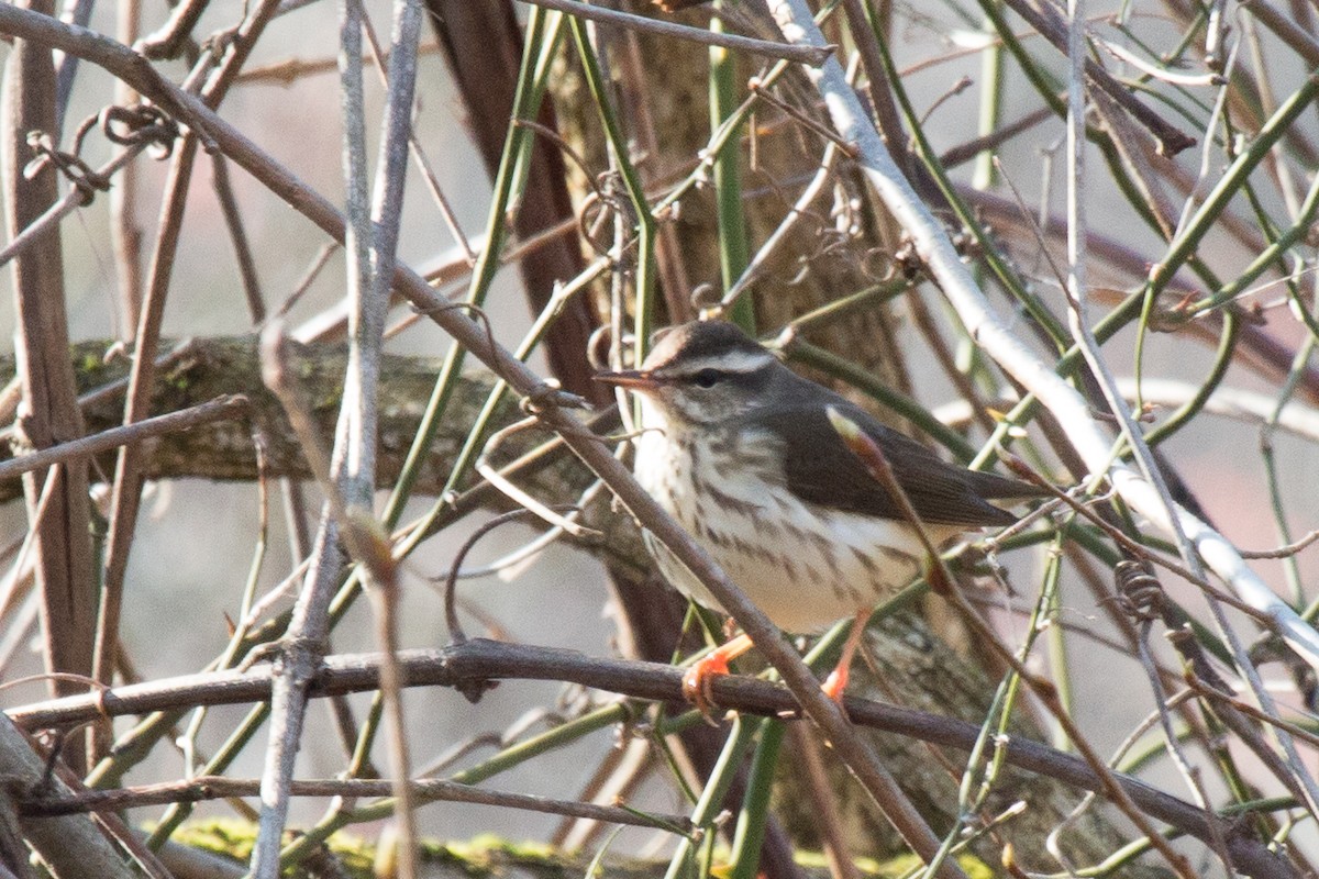 Louisiana Waterthrush - ML226940261