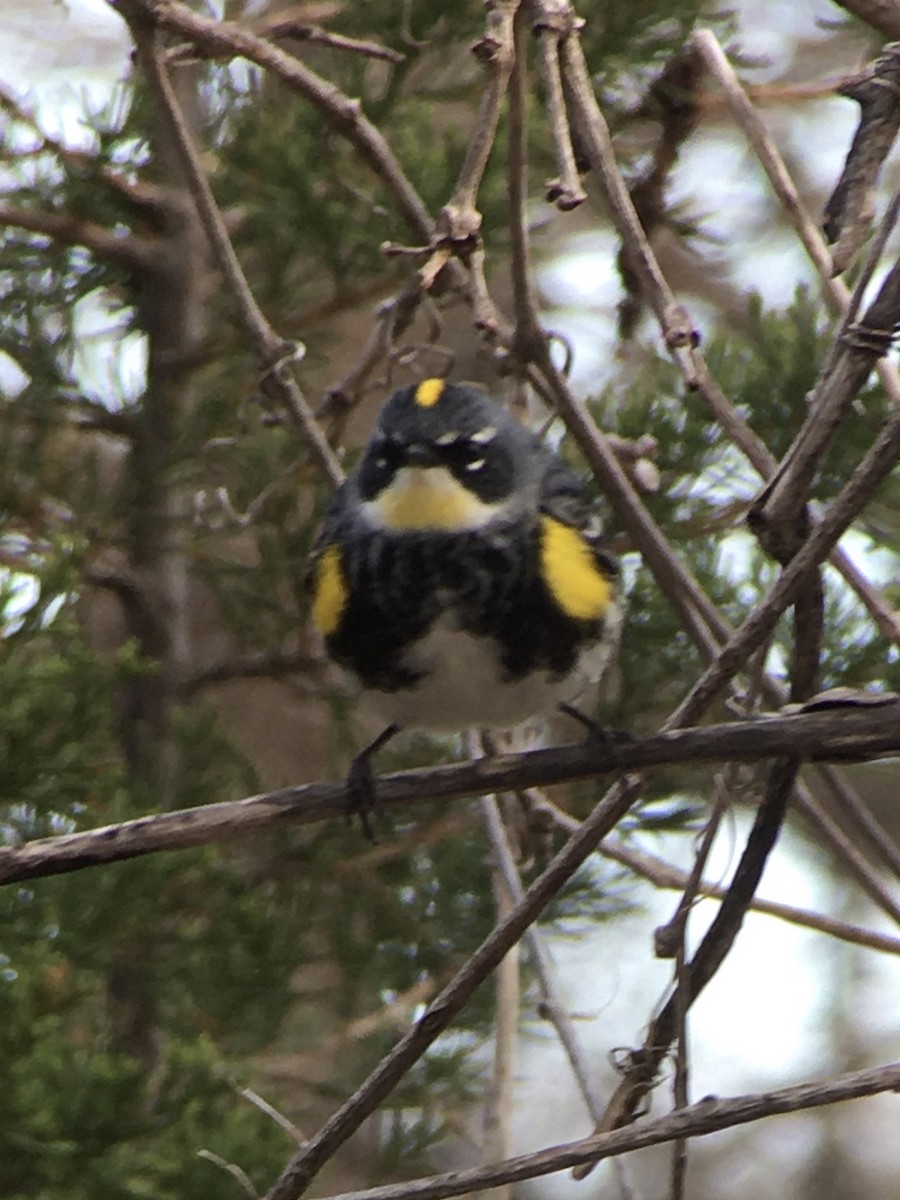 Yellow-rumped Warbler (Myrtle x Audubon's) - ML226940351