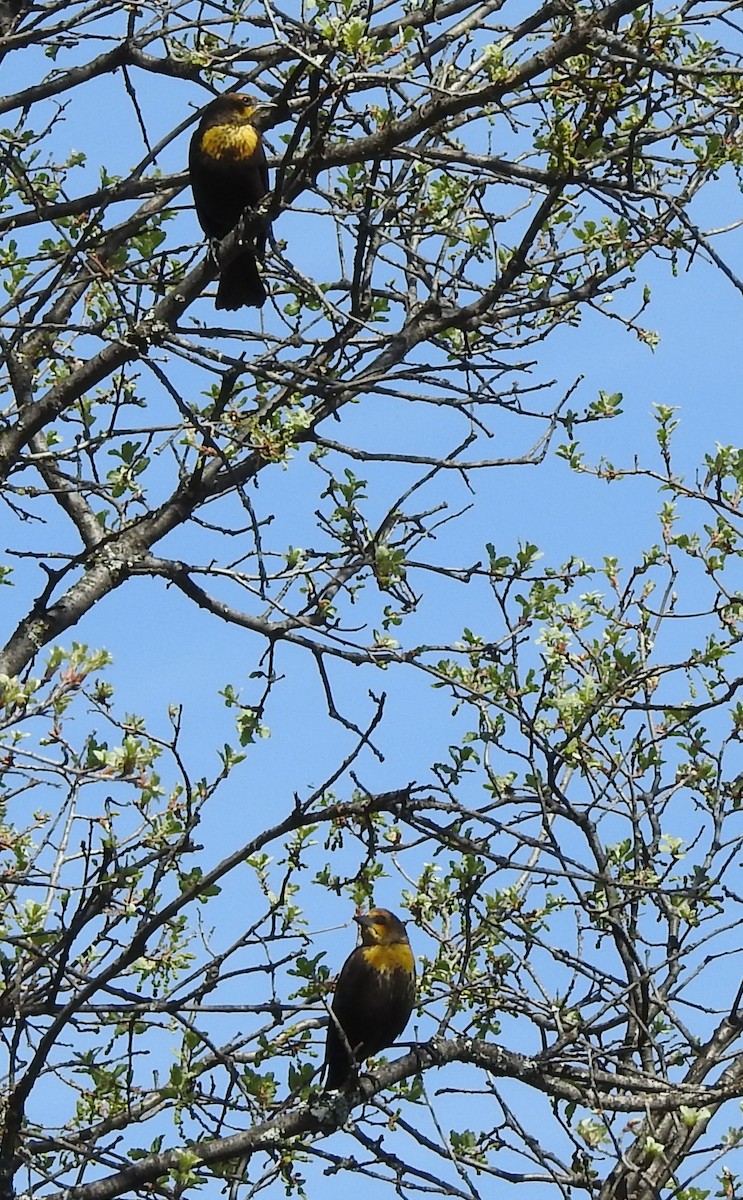 Yellow-headed Blackbird - ML226940941