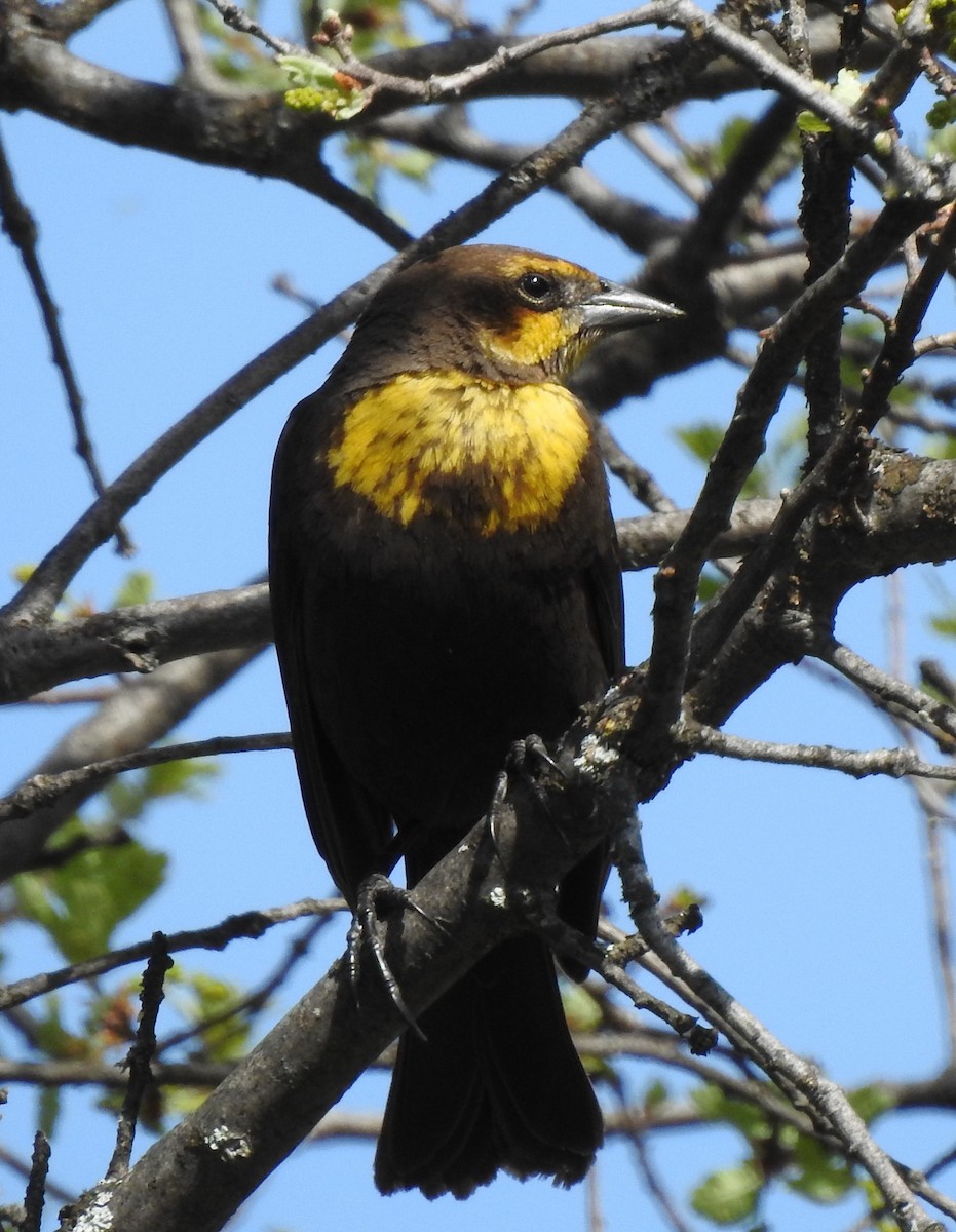Yellow-headed Blackbird - ML226940971