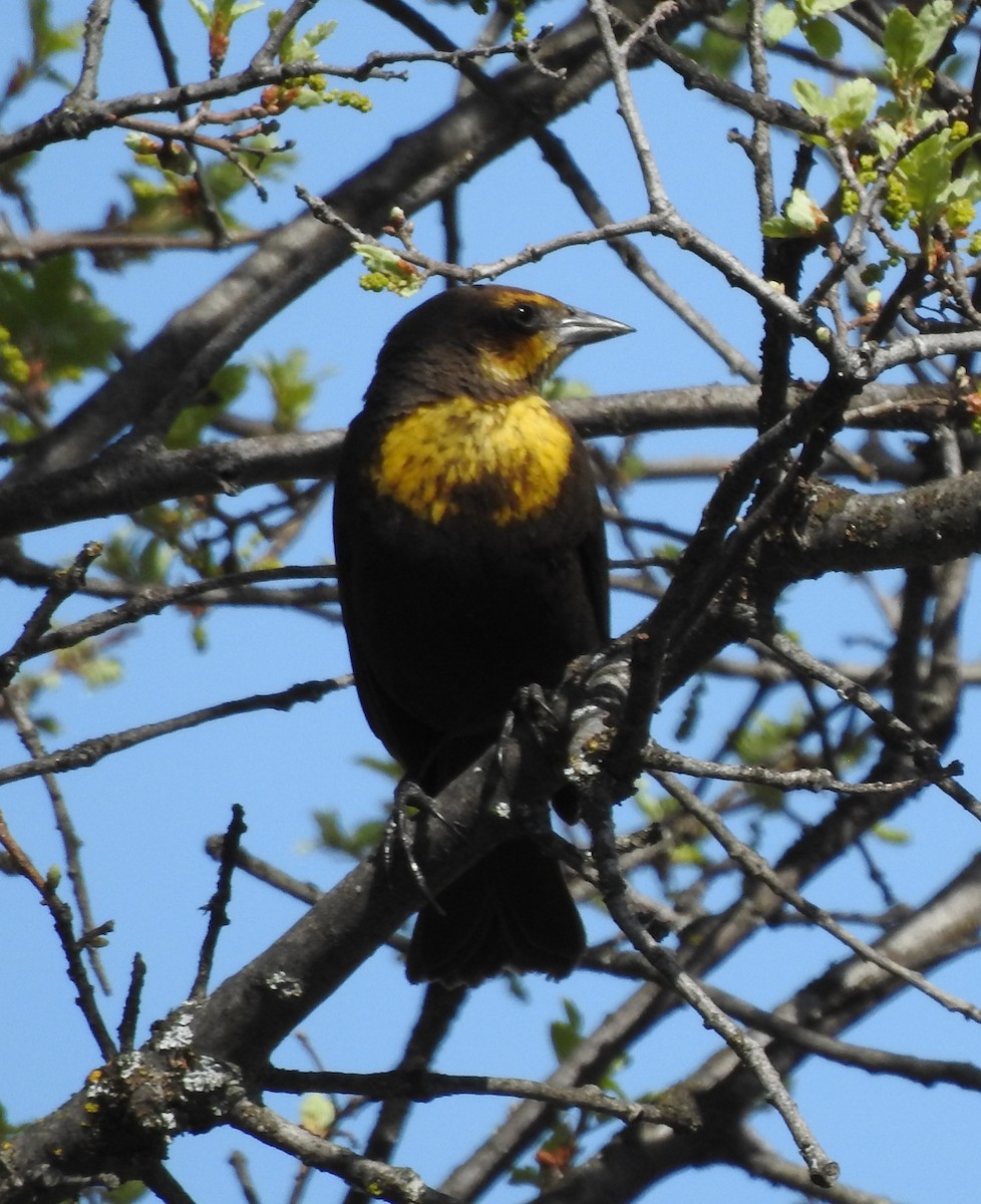 Yellow-headed Blackbird - ML226941091