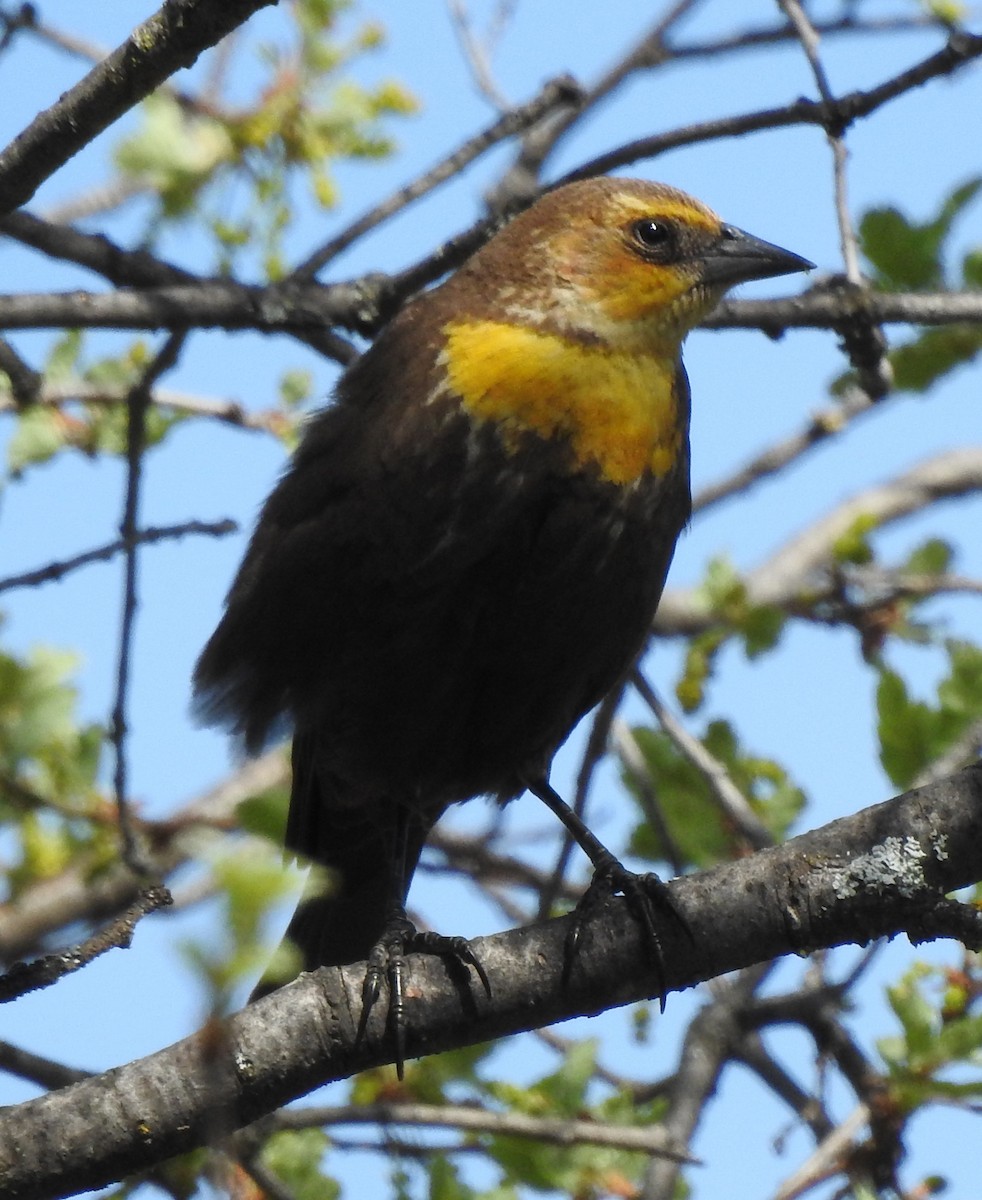 Yellow-headed Blackbird - ML226941101
