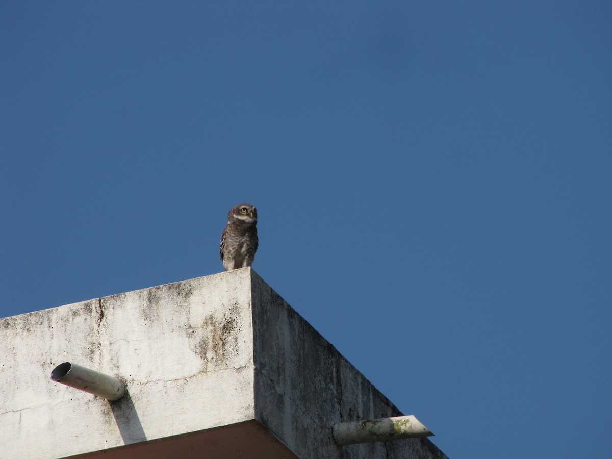 Spotted Owlet - Ramit Singal