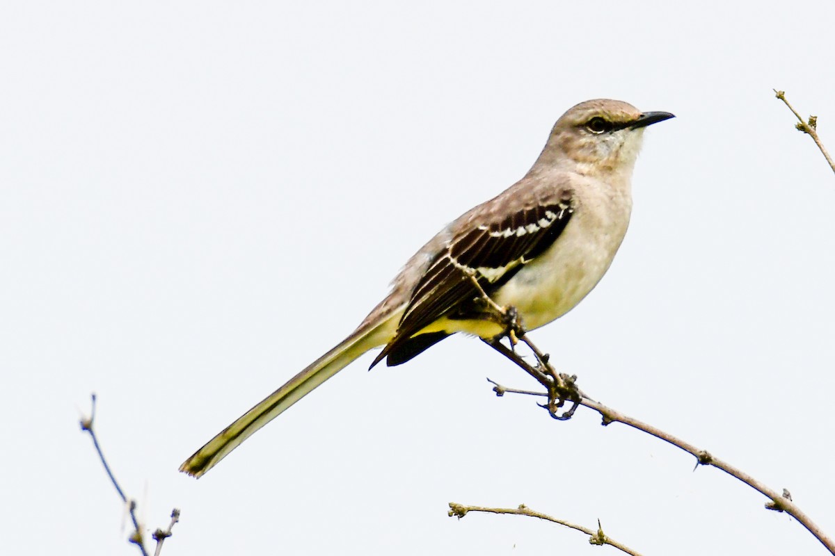 Northern Mockingbird - ML226943601