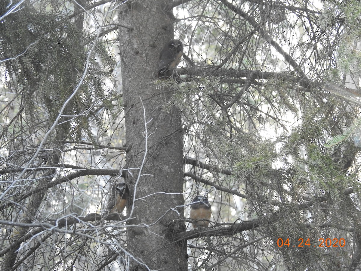 Northern Saw-whet Owl - Vivek Dabral