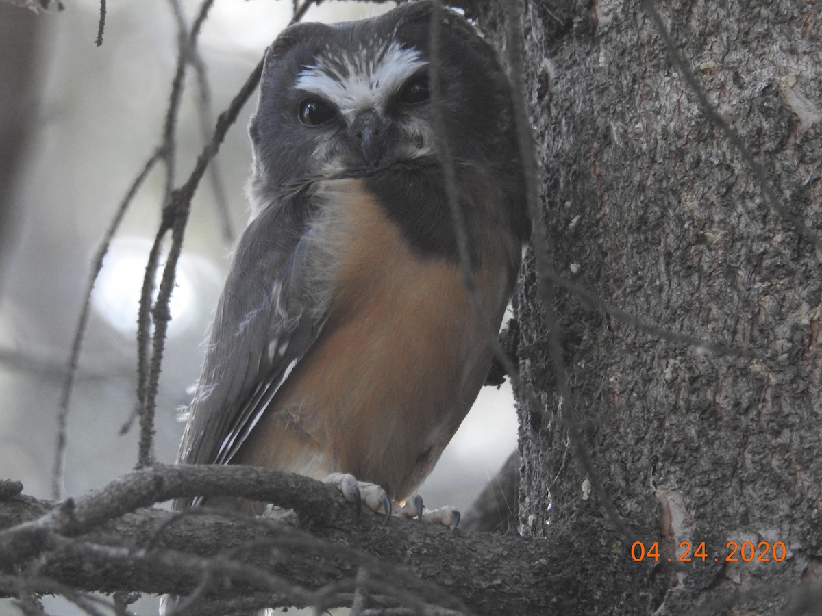 Northern Saw-whet Owl - Vivek Dabral