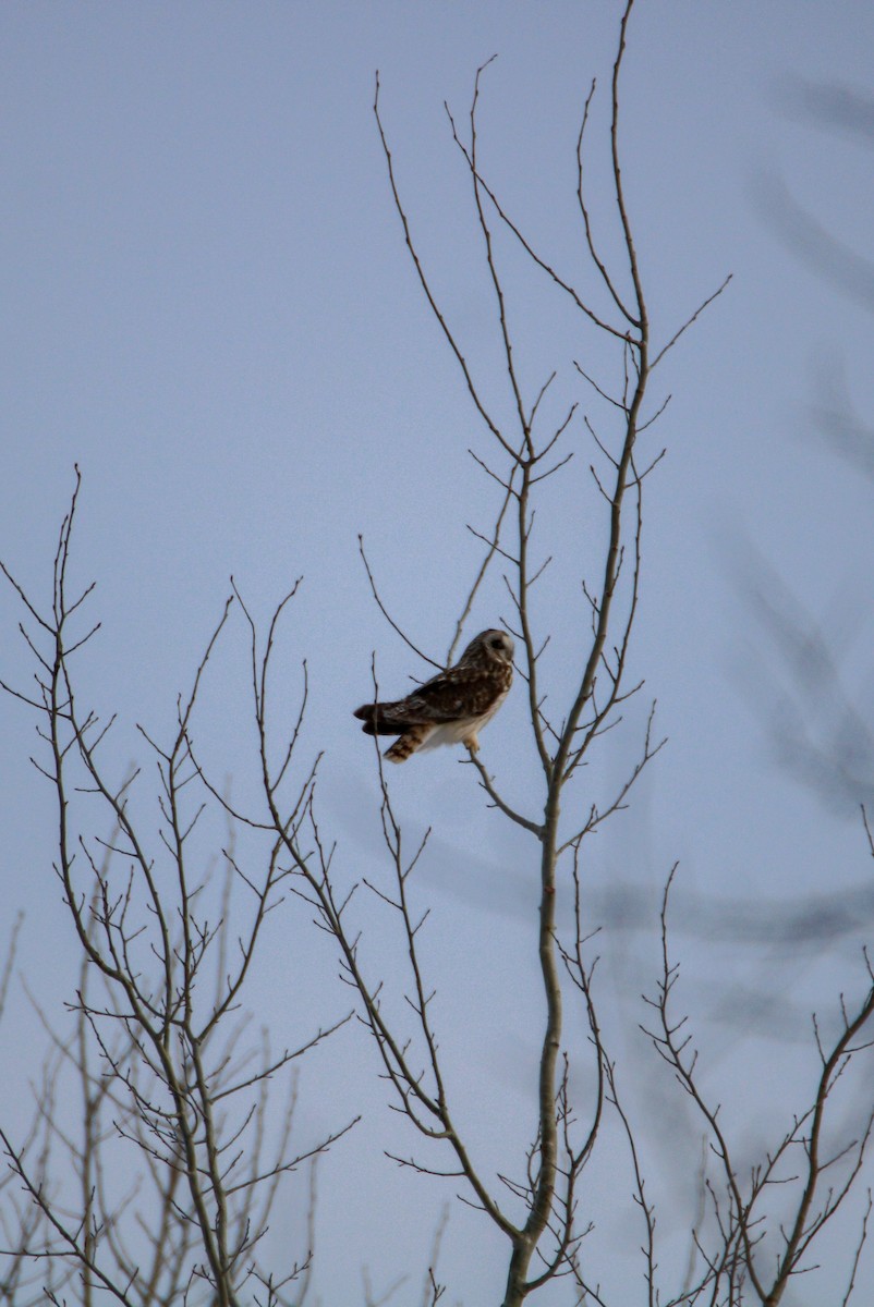 Short-eared Owl - ML226943871