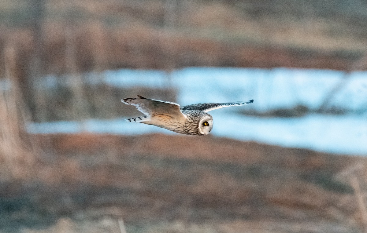 Short-eared Owl - ML226945071