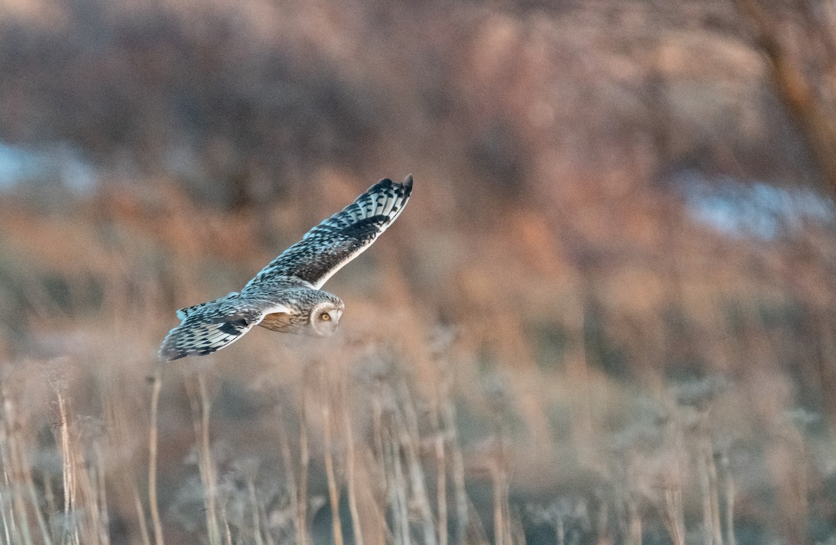 Short-eared Owl - ML226945101