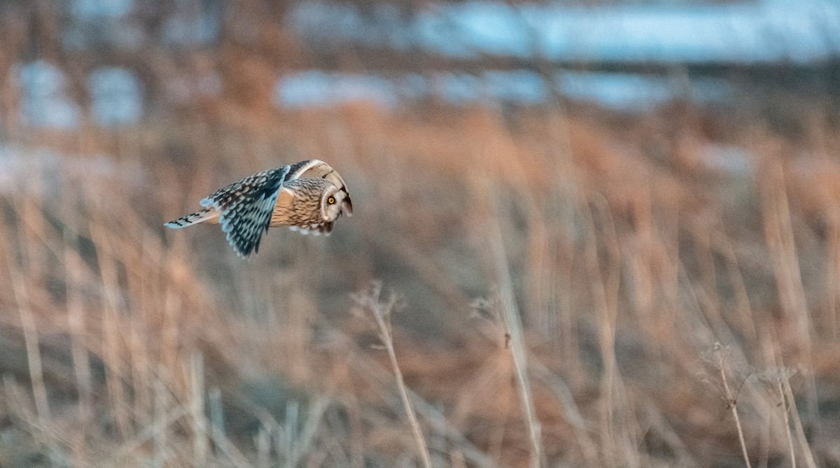 Short-eared Owl - ML226945111