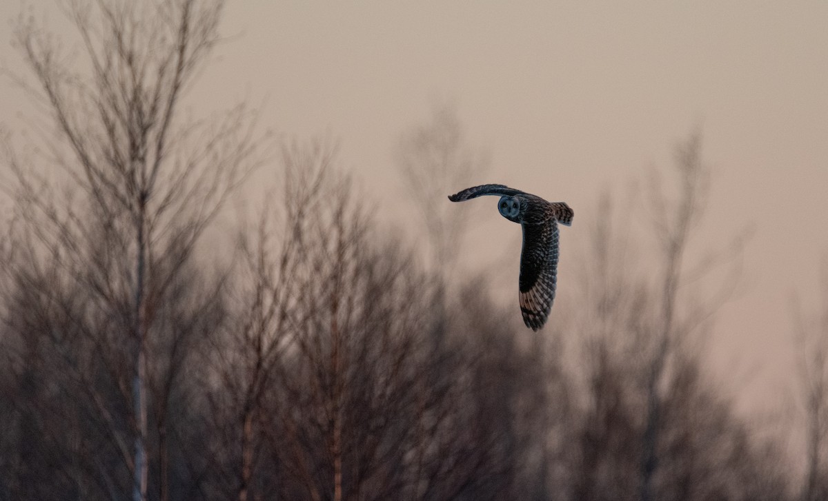 Short-eared Owl - ML226945121