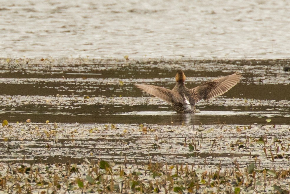 White-backed Duck - John Sterling