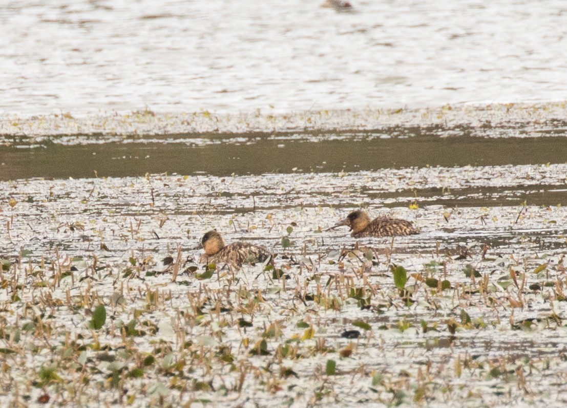 White-backed Duck - ML226946901